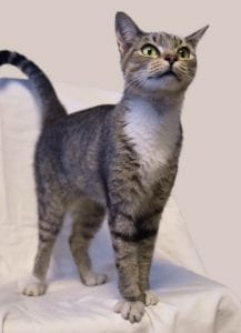 gcas-precious-cat
