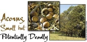 Acorns
