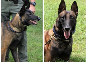K9